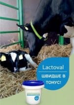 Енергетичний напій для корів Lactoval liquid ( Лактовал )